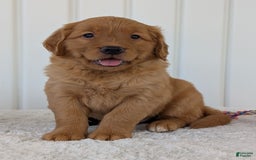 Golden Retriever dogs for sale: Parker - Image 1