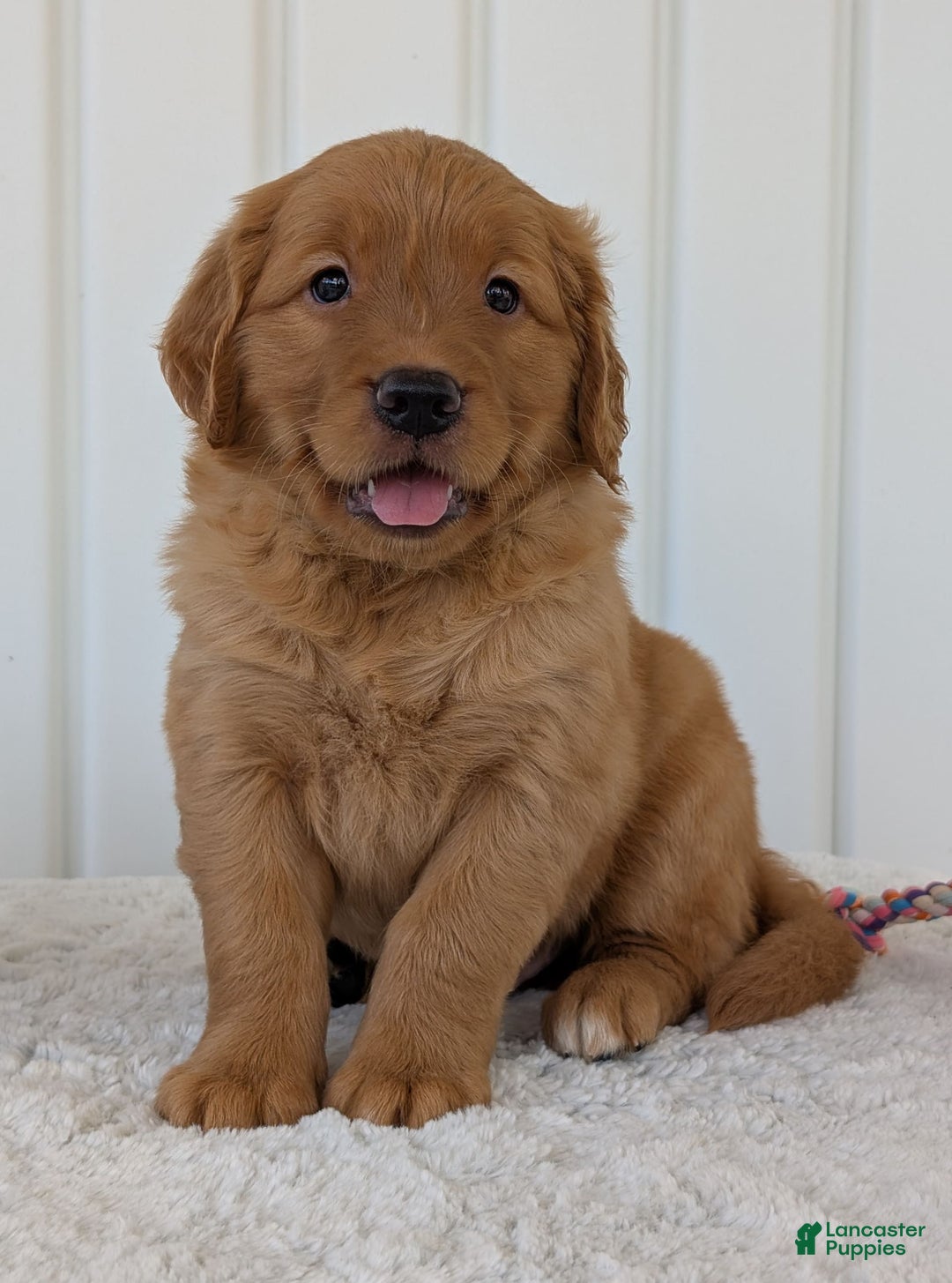 Golden Retriever dogs for sale: Parker - Image 1