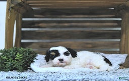 Cavapoo dogs for sale: Zeke - Image 5