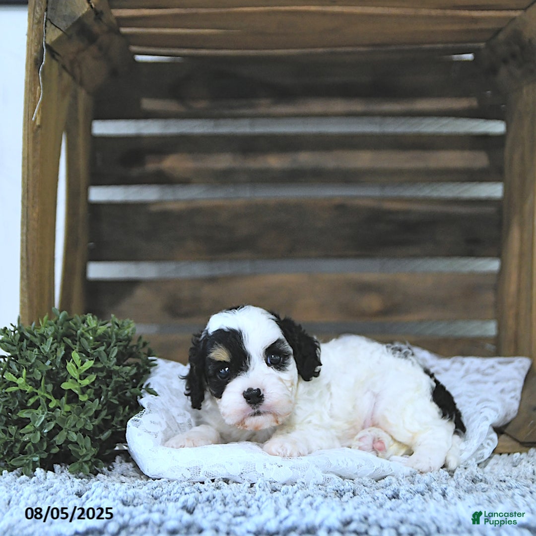 Cavapoo dogs for sale: Zeke - Image 5