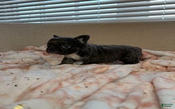 French Bulldog dogs for sale: Sky - Image 3