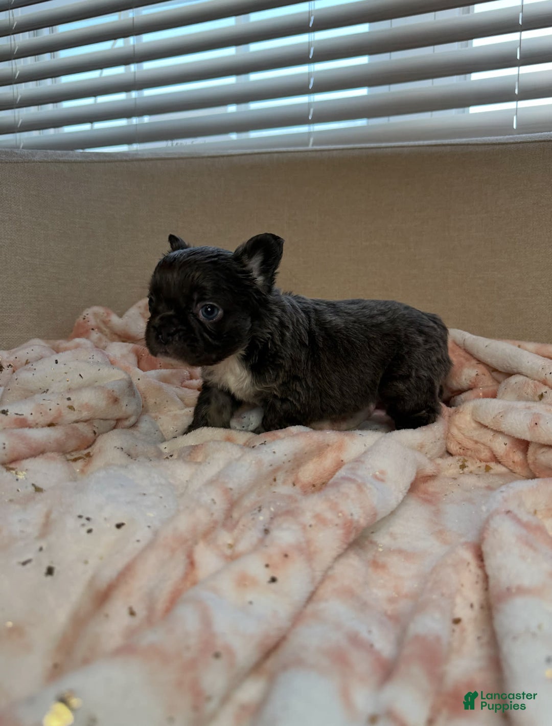French Bulldog dogs for sale: Sky - Image 3