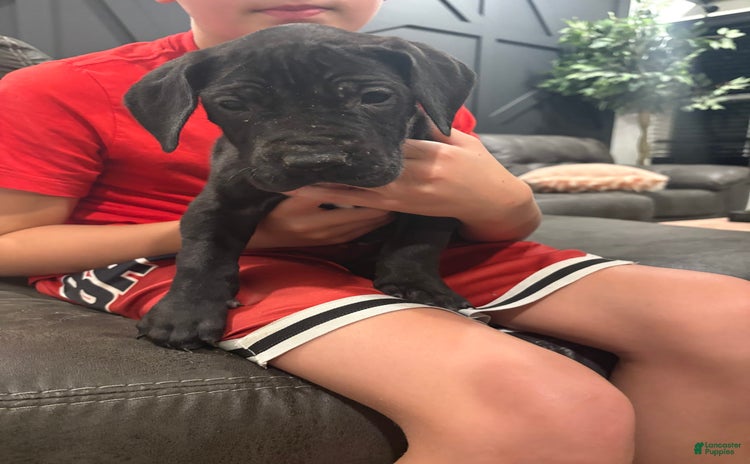 Great Dane dogs for sale - Ad 1