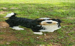 Mini Bernedoodle dogs for sale: Poppy - Image 4