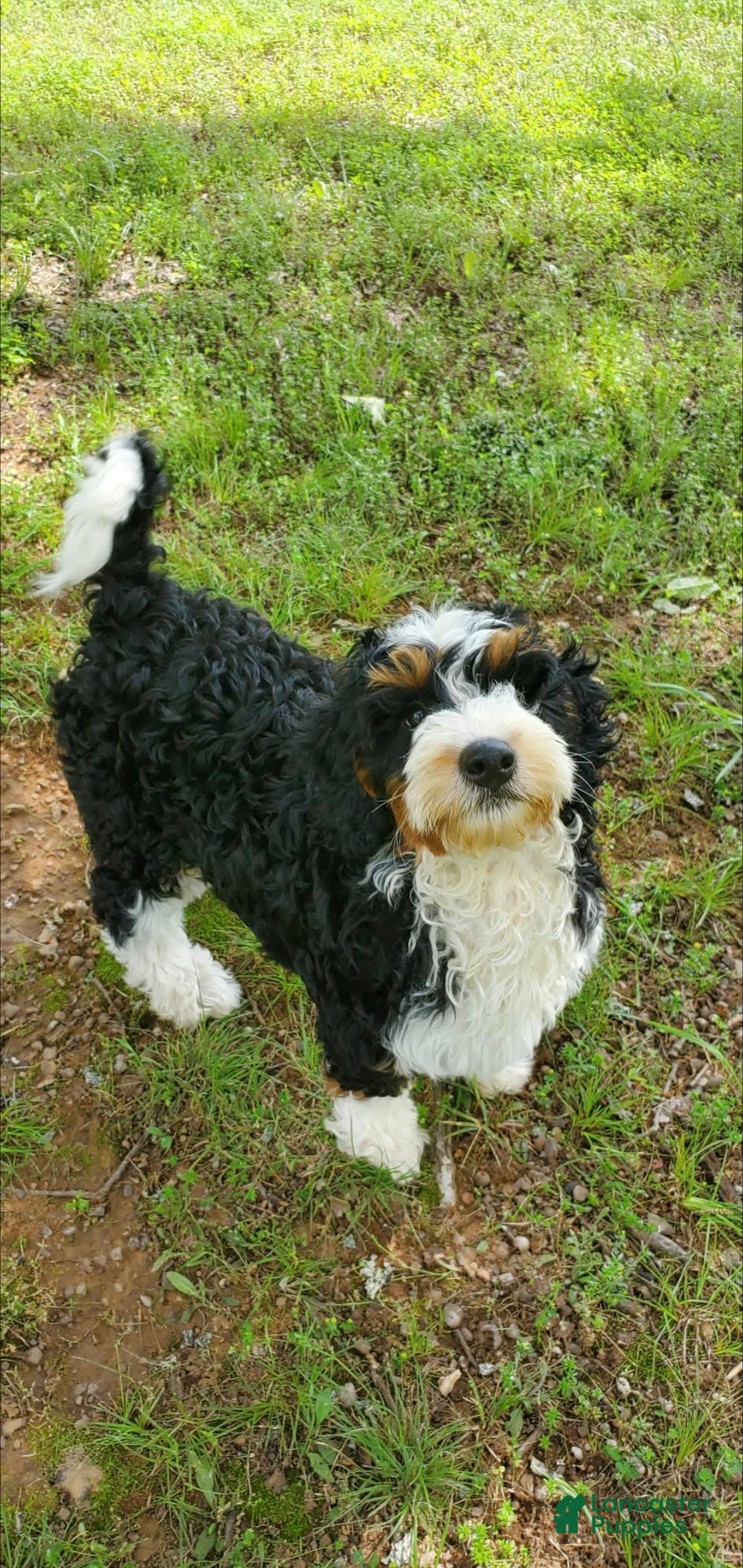 Mini Bernedoodle dogs for sale: Poppy - Image 4
