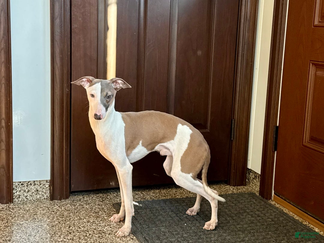 Italian Greyhound dogs for sale: Sammy - Image 7