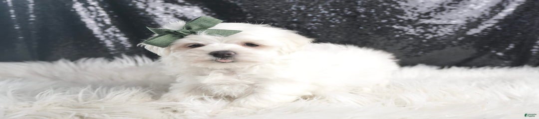 Sparky