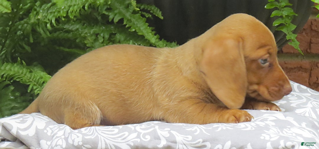 Miniature Dachshund dogs for sale: Tabitha - Image 7