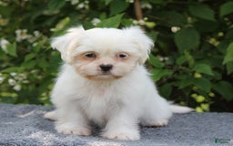 Shihpoo dogs for sale: Diamond - Image 6