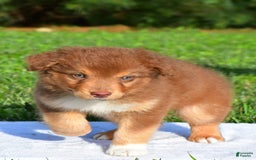 Australian Shepherd dogs for sale: Bo - Image 5