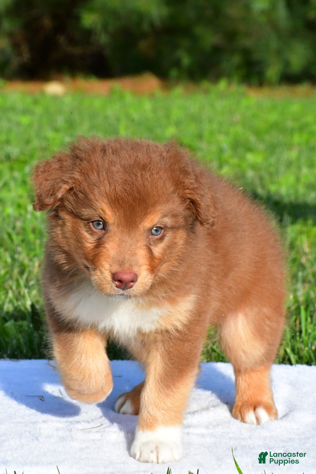 Australian Shepherd dogs for sale: Bo - Image 5