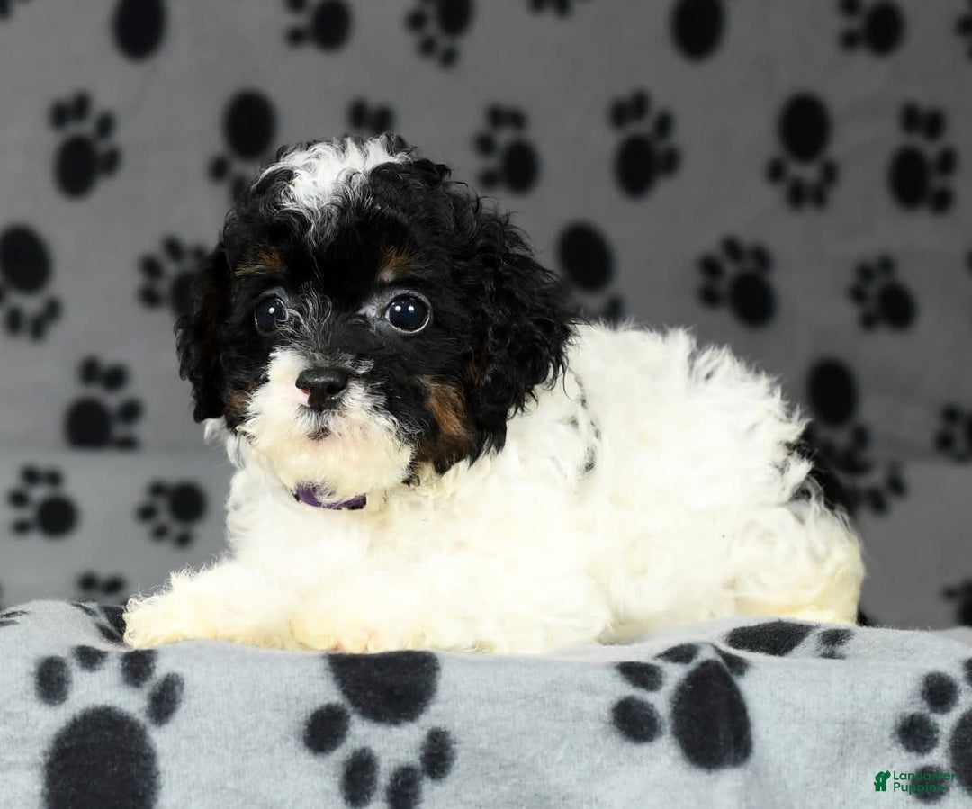 Miniature Poodle dogs for sale: Maverick - Image 3