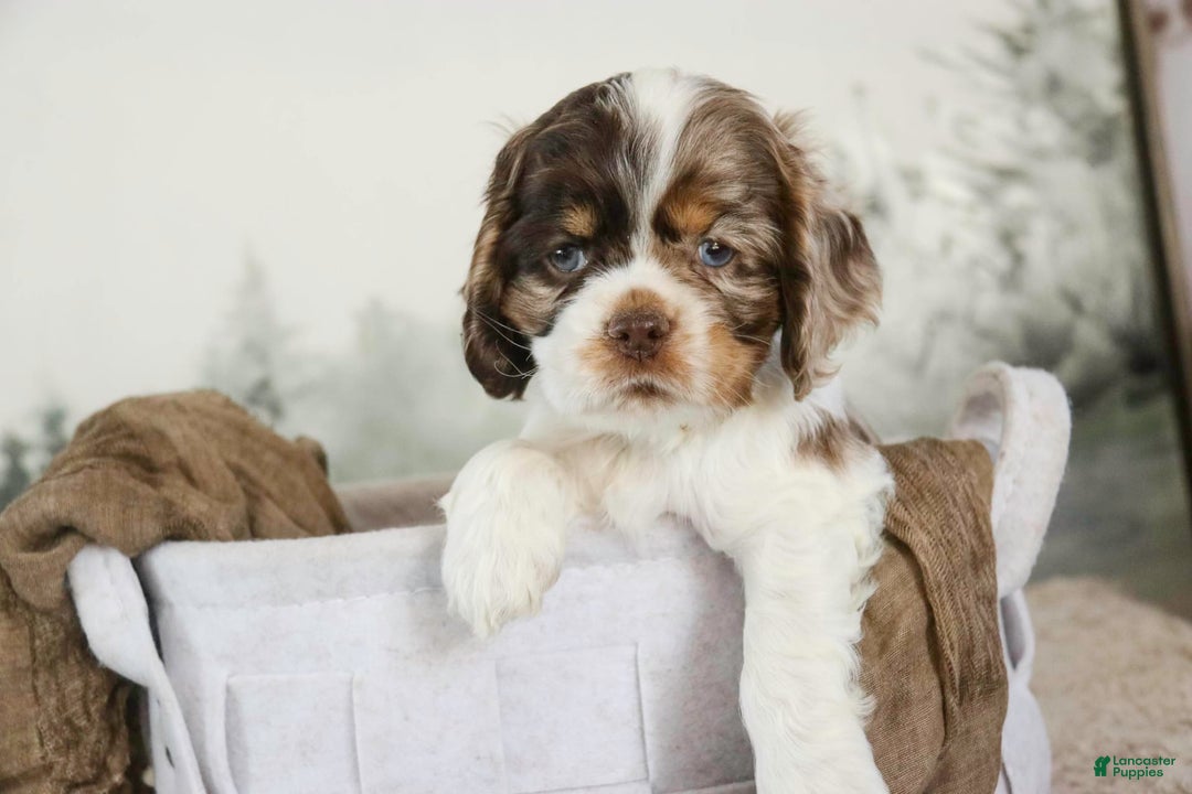 Cocker Spaniel dogs for sale: Beckham - Image 3