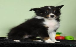 Shetland Sheepdog dogs for sale: Meekah - Image 8