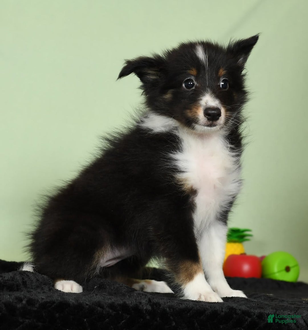 Shetland Sheepdog dogs for sale: Meekah - Image 8