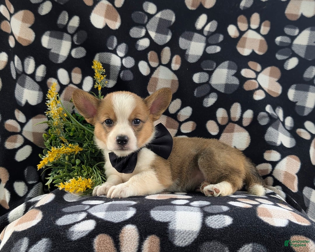 Welsh Corgi Pembroke dogs for sale: Kemper - Image 4