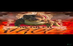 American Bully dogs for sale: National Champion Jack - Image 50