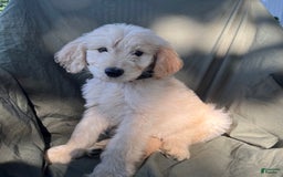 Goldendoodle dogs for sale: Milo - Image 1