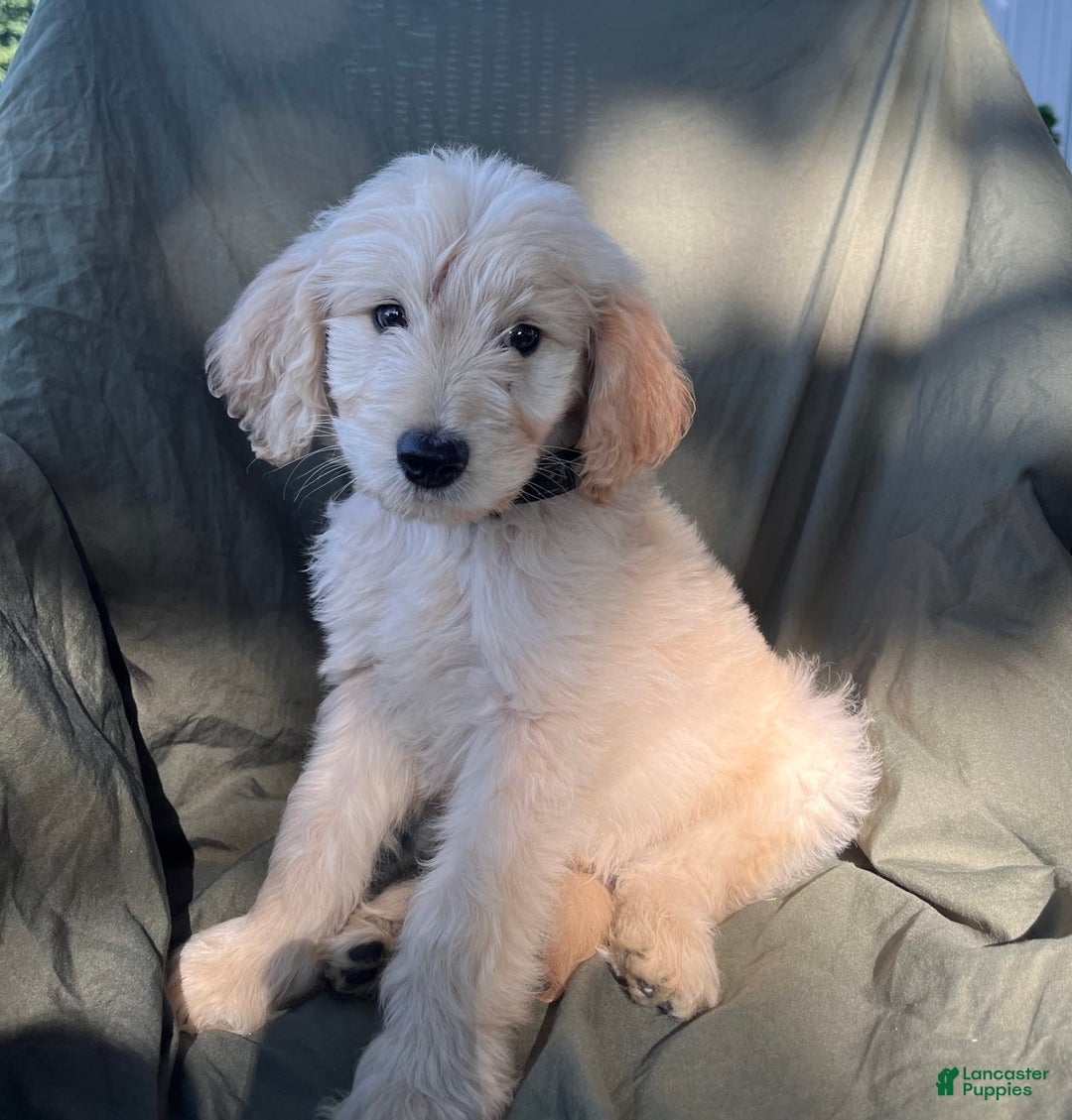 Goldendoodle dogs for sale: Milo - Image 1