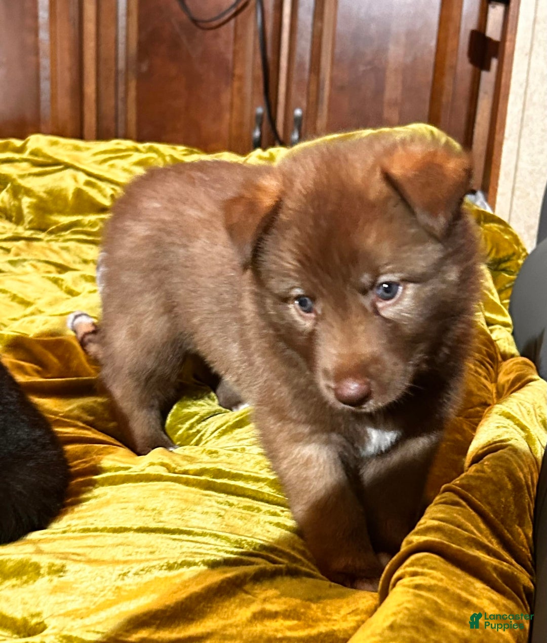 Gerberian Shepsky dogs for sale: Rocky - Image 6