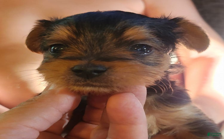Yorkshire Terrier dogs for sale - Ad 2