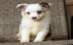  dogs for sale: Sandy - Image 8