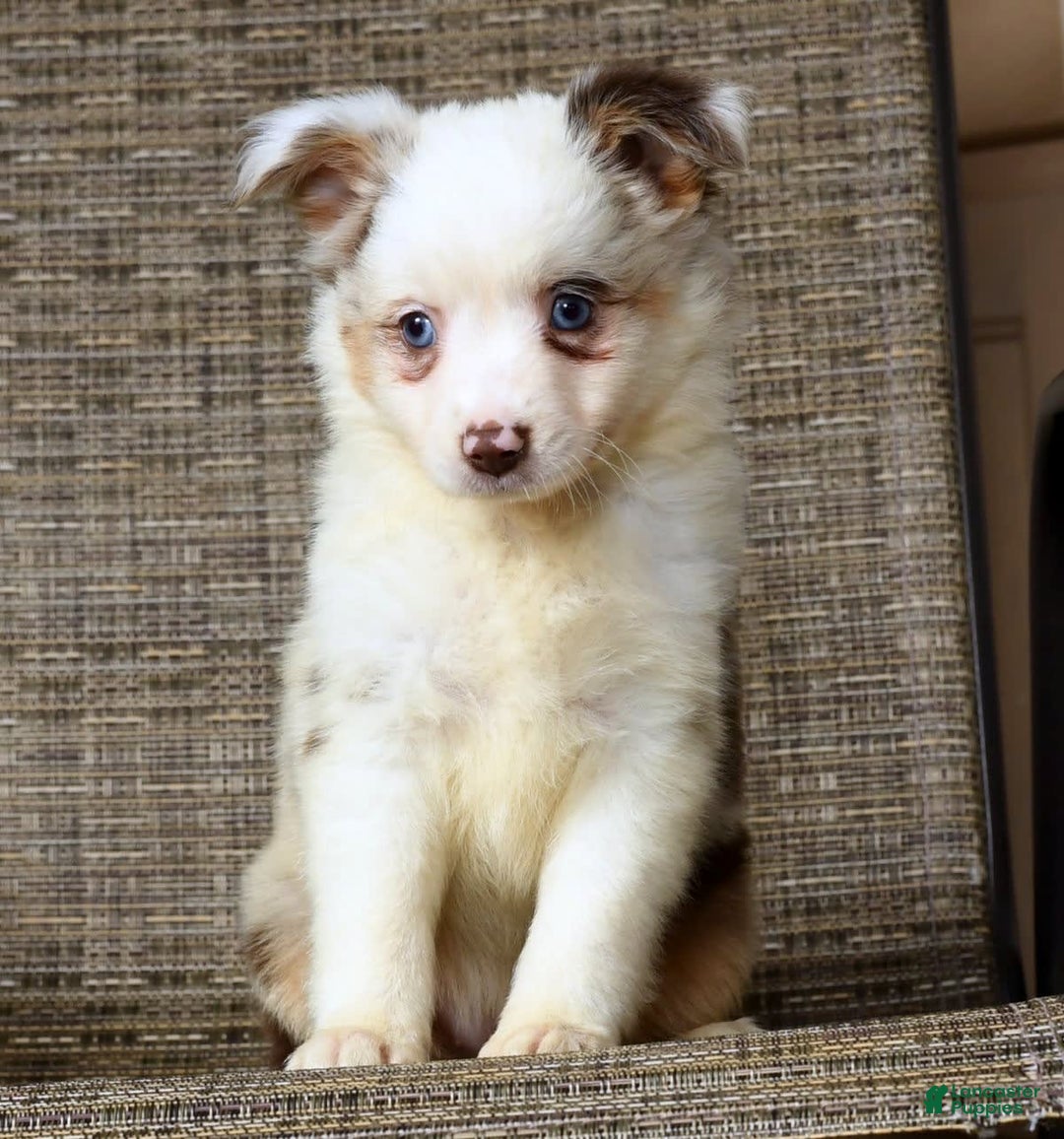  dogs for sale: Sandy - Image 8
