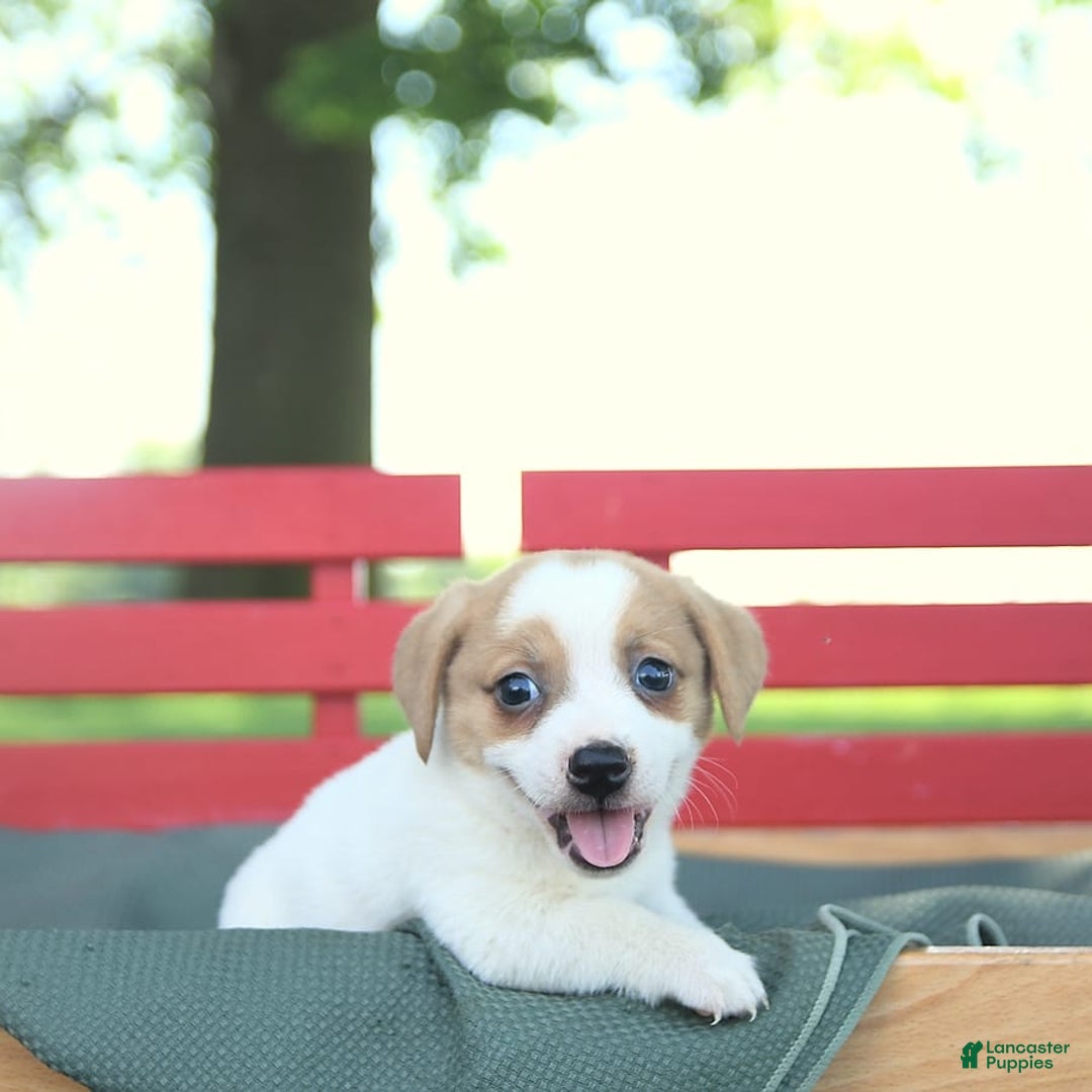 Jack Russell Terrier dogs for sale: Ranger - Image 6