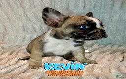 French Bulldog dogs for sale: Kevin - Image 5