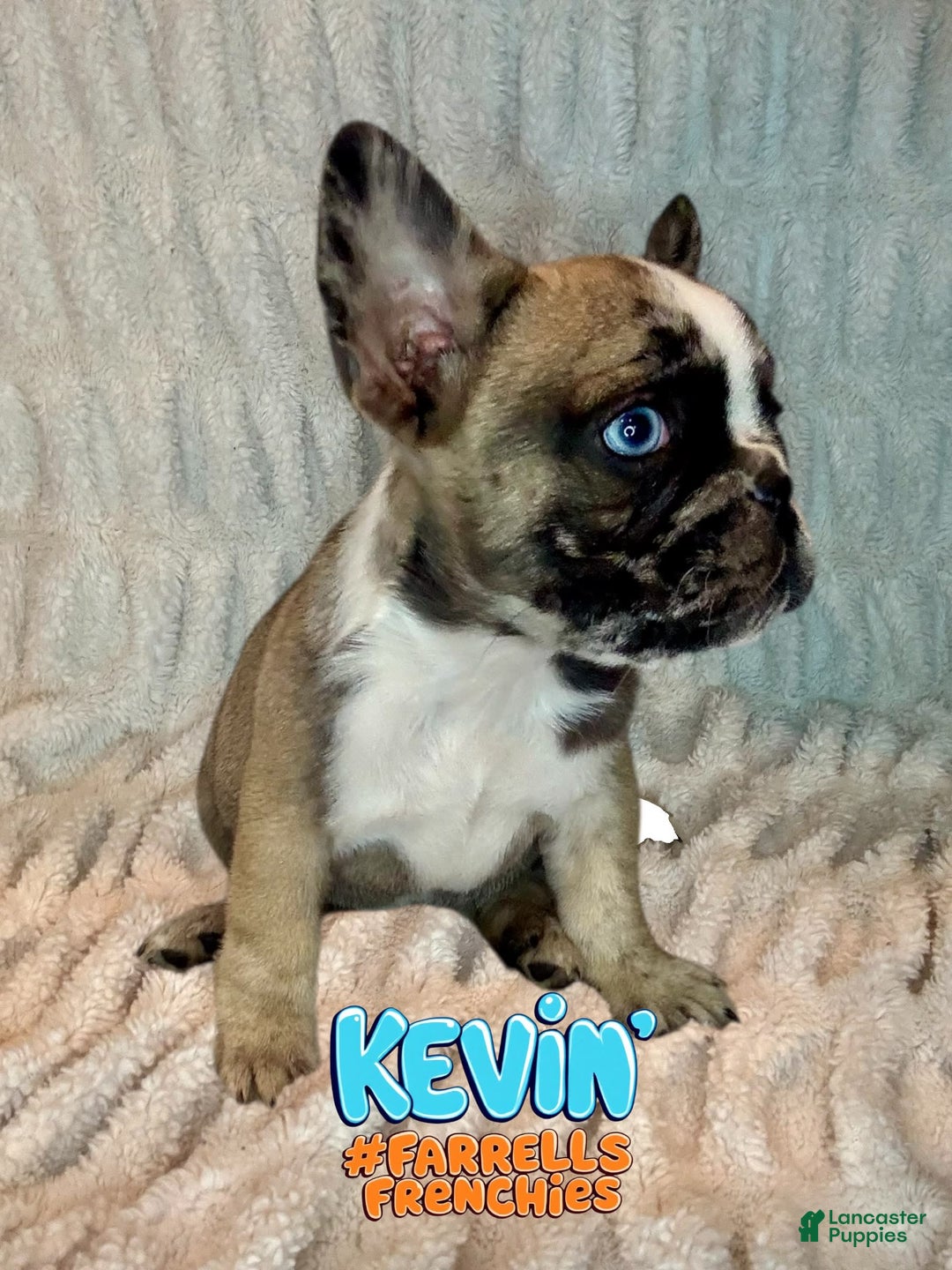 French Bulldog dogs for sale: Kevin - Image 5