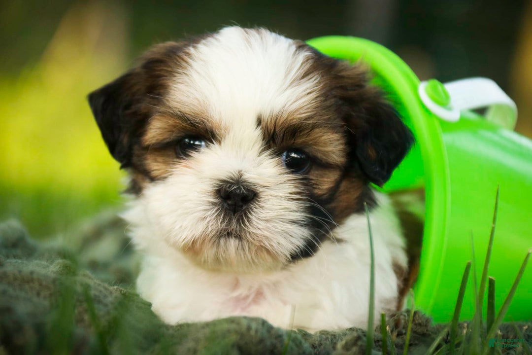 Shih Tzu dogs for sale: Charlotte - Image 1