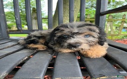 Mini Aussiedoodle dogs for sale: Canary - Image 22