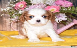 Cavalier King Charles Spaniel dogs for sale: Jordan - Image 1