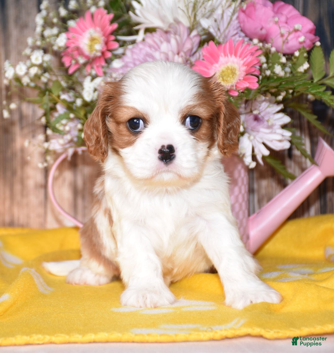 Cavalier King Charles Spaniel dogs for sale: Jordan - Image 1