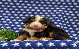 Bernese Mountain Dog dogs for sale: Fletcher - Image 4