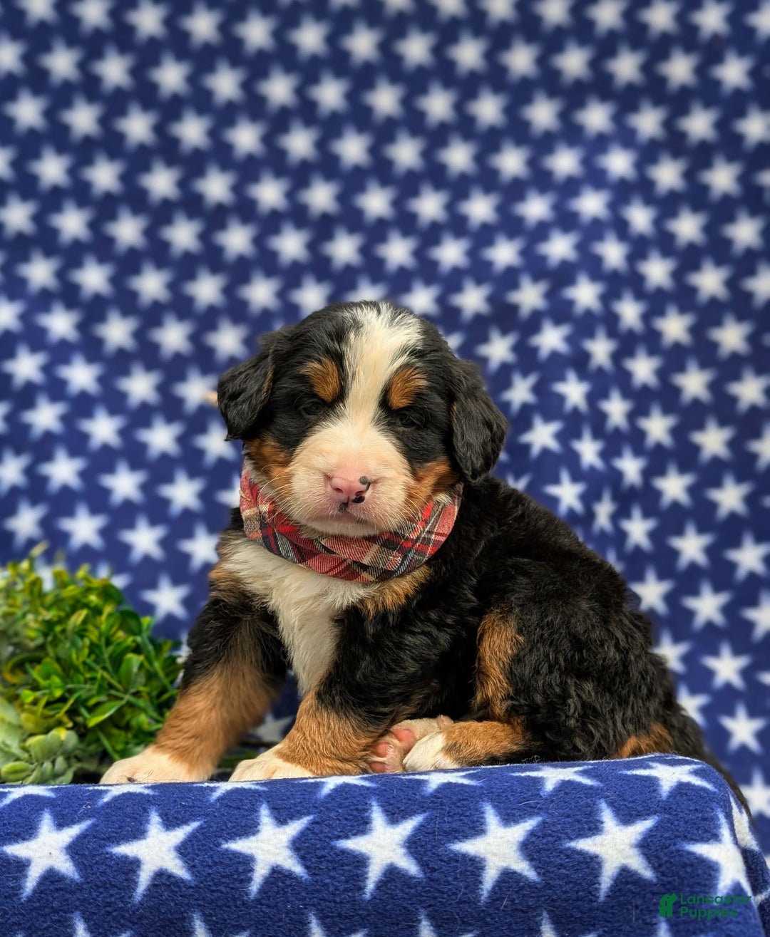 Bernese Mountain Dog dogs for sale: Fletcher - Image 4