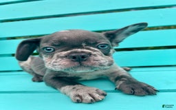 French Bulldog dogs for sale: Luna - Image 42