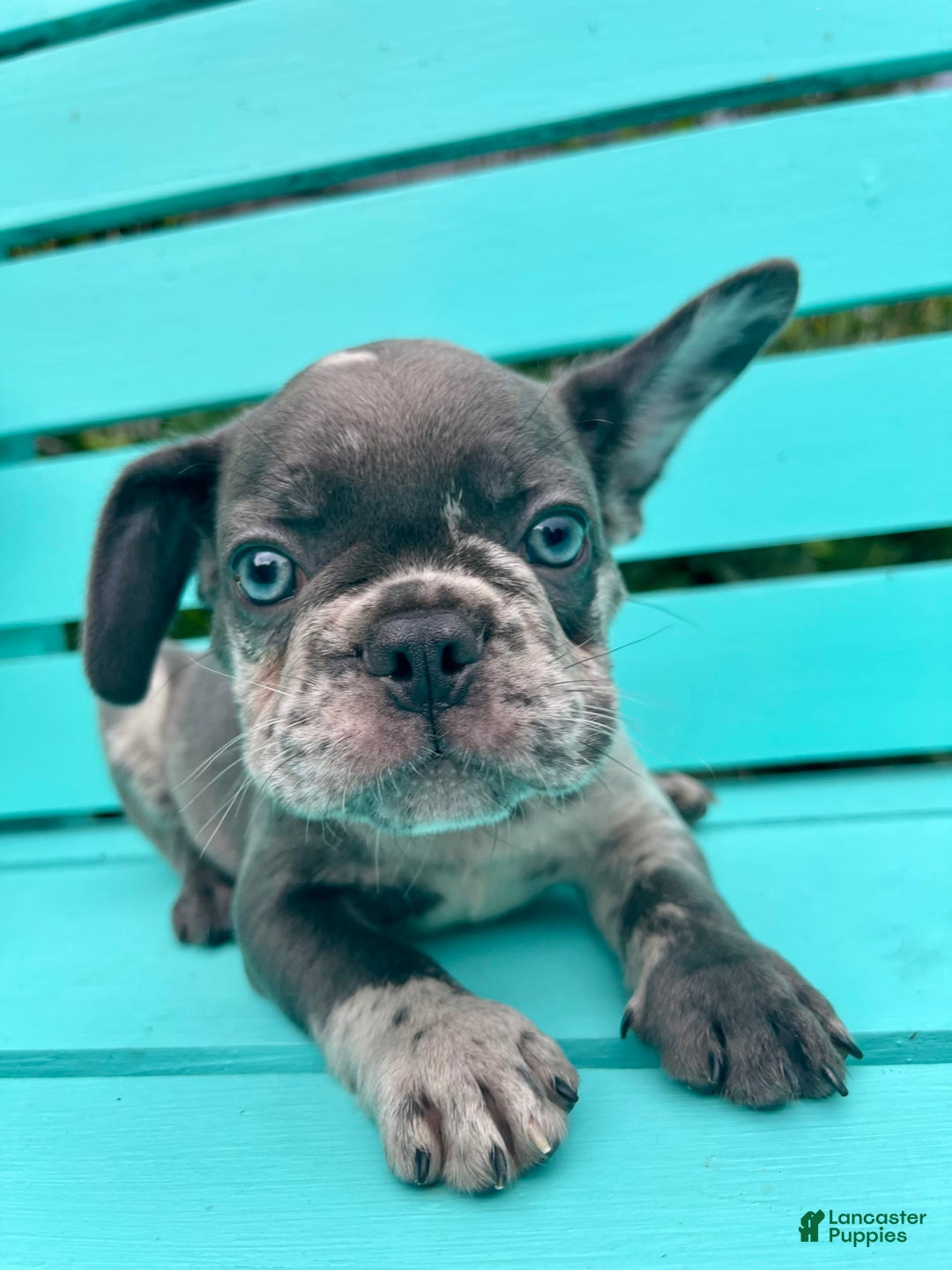French Bulldog dogs for sale: Luna - Image 42