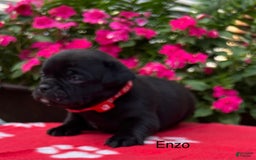 Puggle dogs for sale: Enzo - Image 4