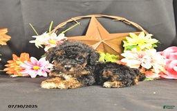 Miniature Poodle dogs for sale: Chester   Extra Small - Image 2