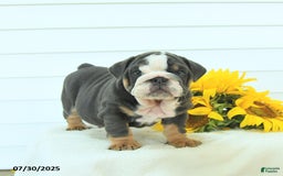 English Bulldog dogs for sale: Gunner - Image 1