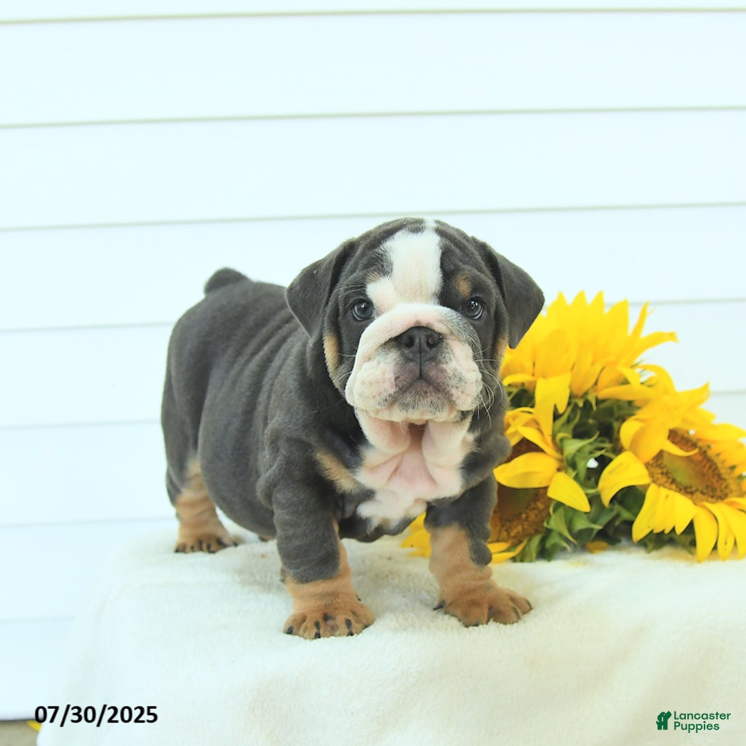 English Bulldog dogs for sale: Gunner - Image 1