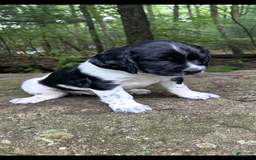 English Springer Spaniel dogs for sale: Rocky - Image 4