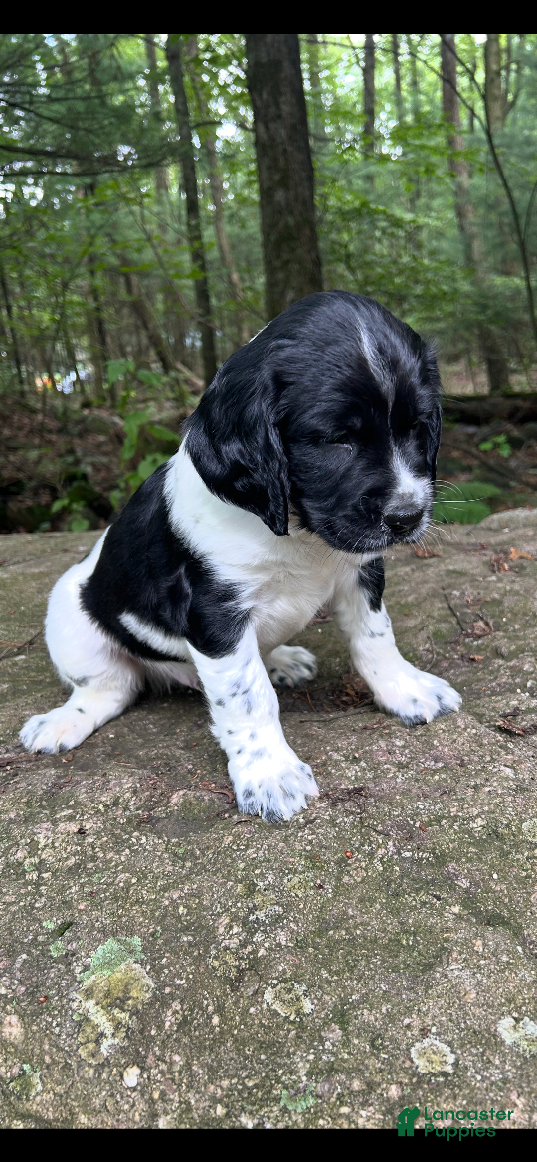 English Springer Spaniel dogs for sale: Rocky - Image 4