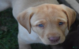 Labrador Retriever dogs for sale: Charlotte - Image 4