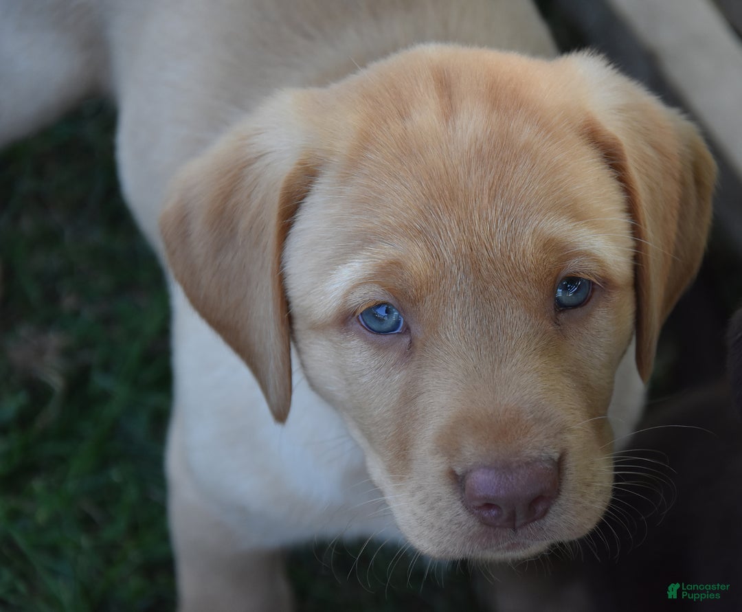 Labrador Retriever dogs for sale: Charlotte - Image 4