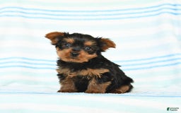 Yorkshire Terrier dogs for sale: Yorkshire Terrier 4 puppies - Image 9