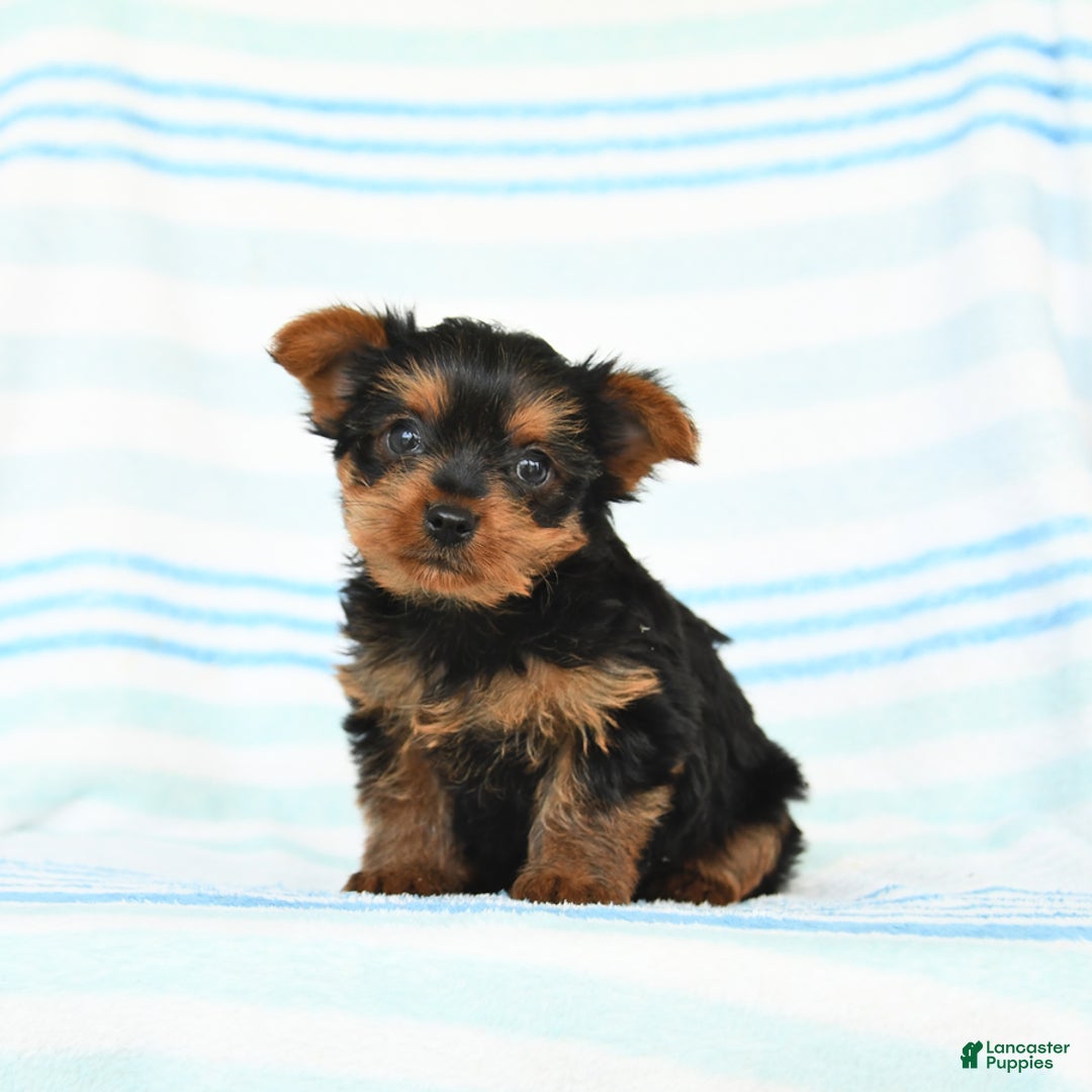 Yorkshire Terrier dogs for sale: Yorkshire Terrier 4 puppies - Image 9