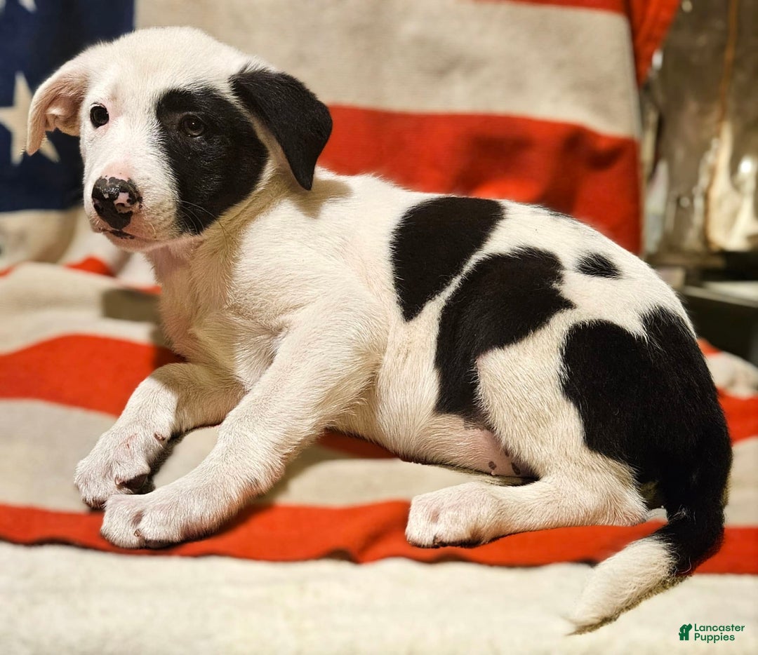Border Collie dogs for sale: Bambi - Image 27