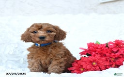 Mini Goldendoodle dogs for sale: Walter - Image 5